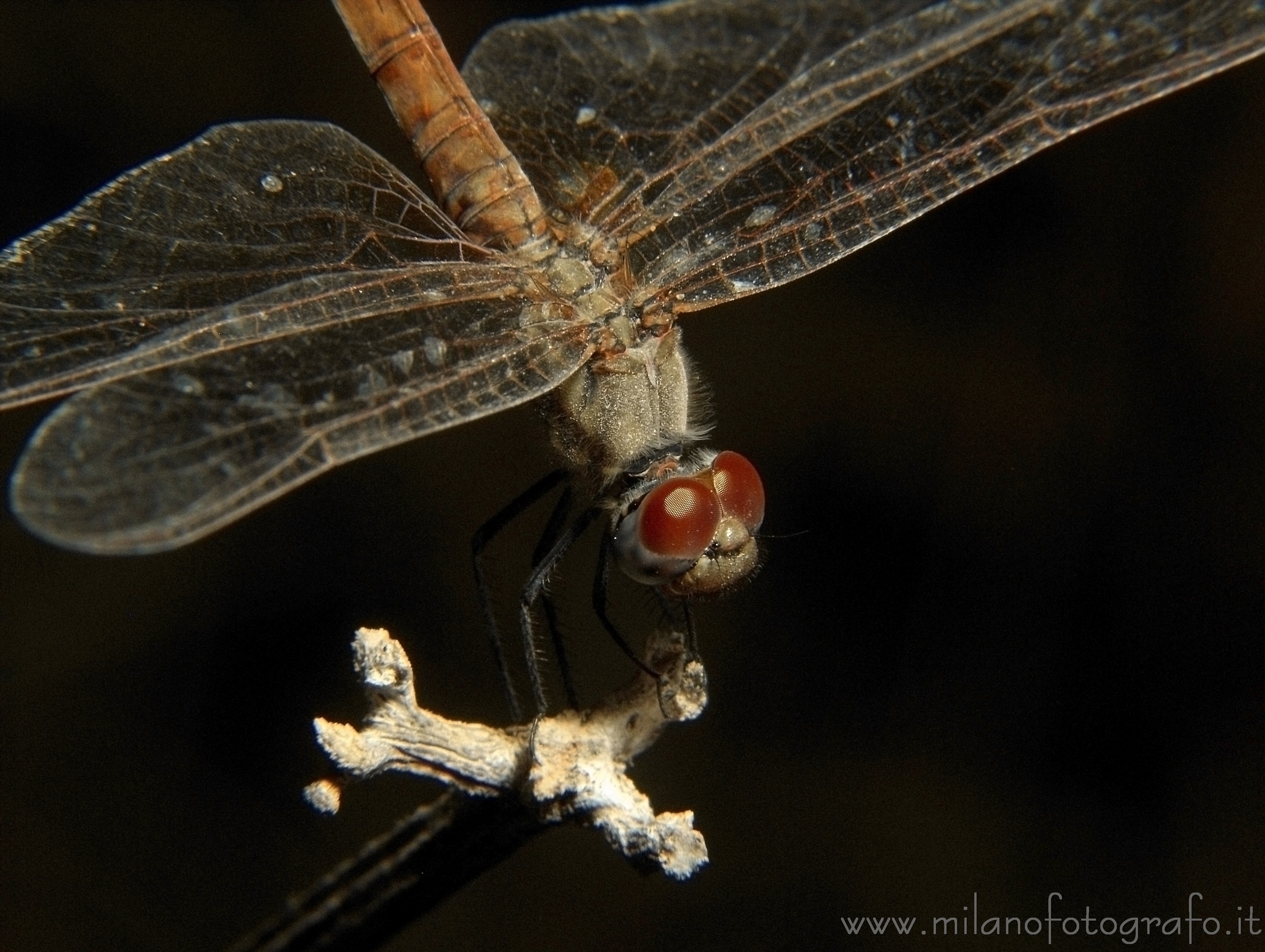 Torre San Giovanni (Lecce) - Femmina di Trithemis annulata